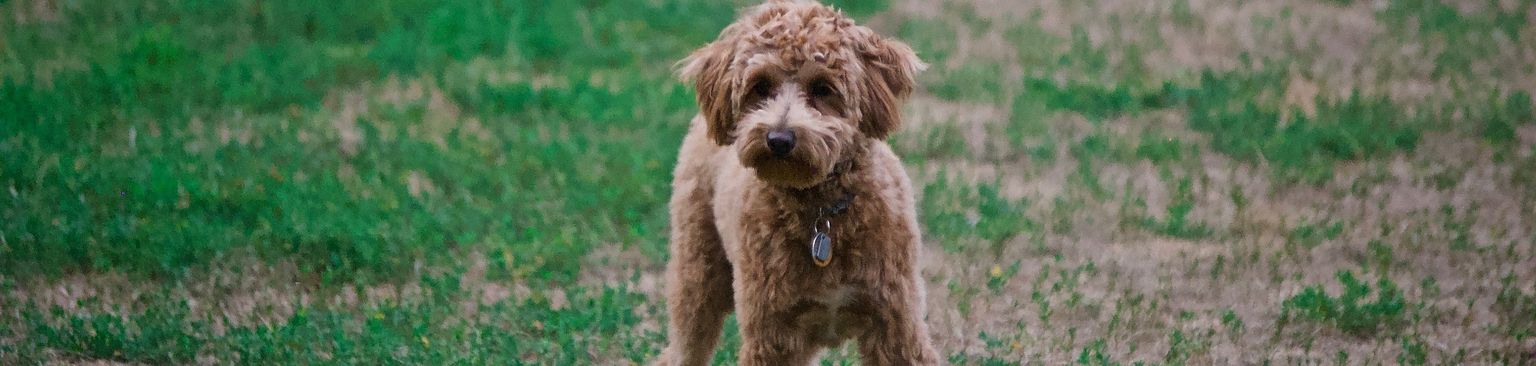 brown poodle on meadow Dog, water dog, dog breed, plant, carnivore, companion dog, grass, fawn, poodle, dwarf dog,