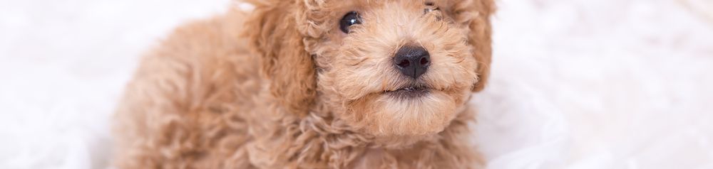 tan pumpkin brown Pumi puppy