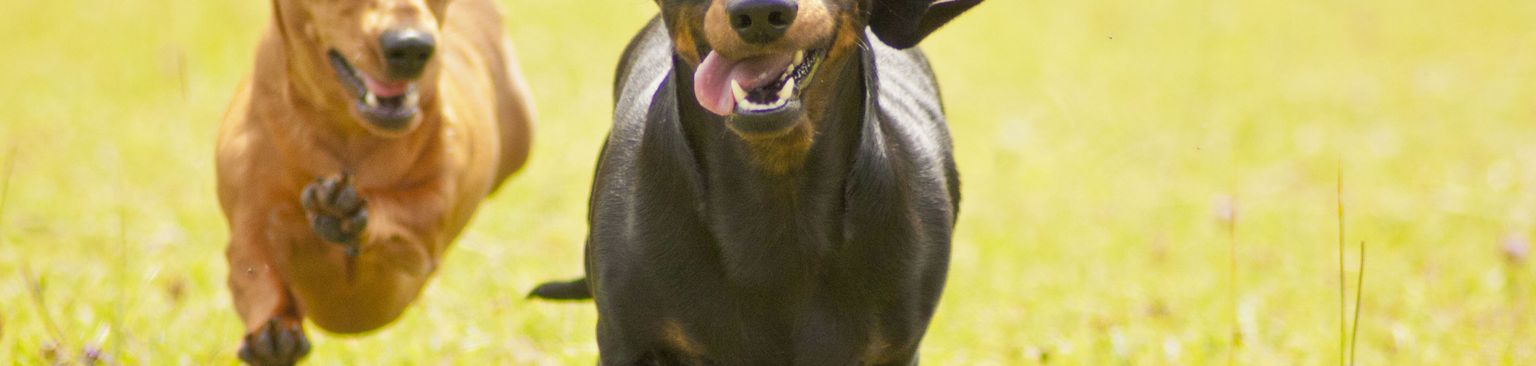 Dachshunds run around the race Dog,Mammal,Vertebrate,Dog breed,Canidae,Carnivore,Pinscher,Hunting dog,Guard dog,Snout,