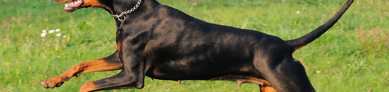 Doberman jumps Dog,Mammal,Vertebrate,Dog breed,Canidae,Carnivore,Austrian black and tan hound,Polish hunting dog,Hunting dog,German pinscher,