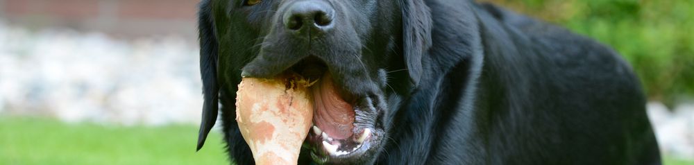 dog eats bones, are bones dangerous for dog, dog bones, labrador black lies on a meadow and chews on a big bone