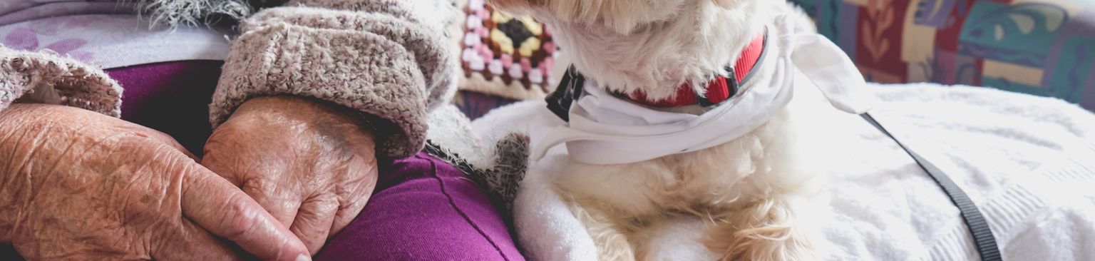dog on the couch Dog,Mammal,Canidae,Dog breed,Companion dog,Carnivore,West highland white terrier,Schnoodle,Maltese,Sporting Group,