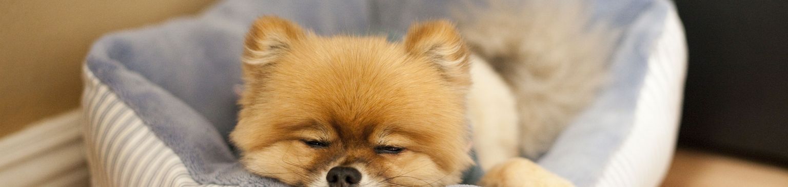 Dog sleeps in his bed Dog,Canidae,Mammal,Spitz,Pomeranian,Dog breed,German spitz klein,Companion dog,German spitz,Volpino italiano,
