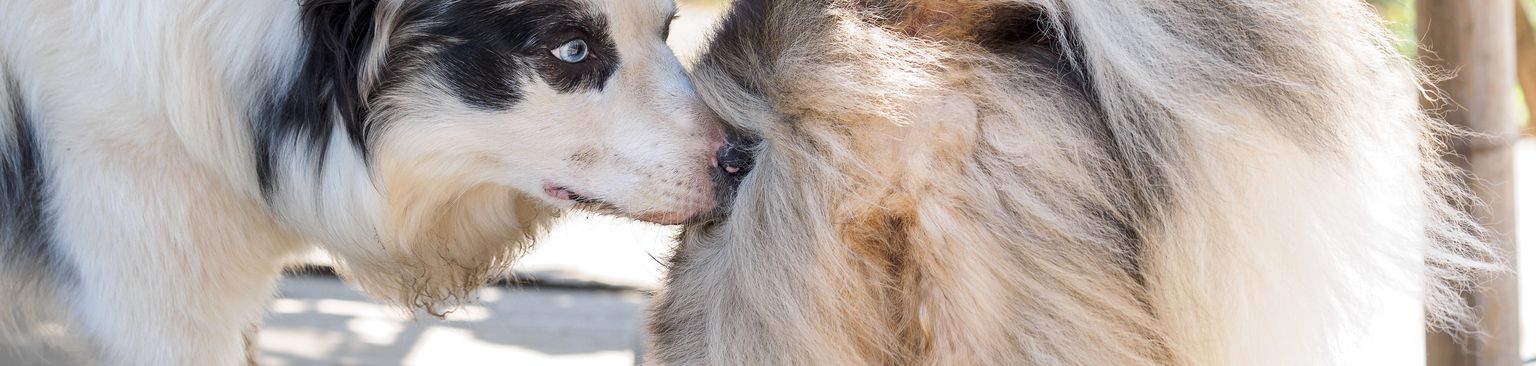 Dog sniffing other ass Mammal,Vertebrate,Dog,Canidae,Dog breed,Shetland sheepdog,Carnivore,Collie,Rough collie,Scotch collie,