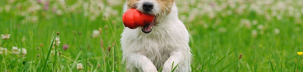 Dog with Kong Kong in the mouth of a dog, dog runs over meadow, fill Kong