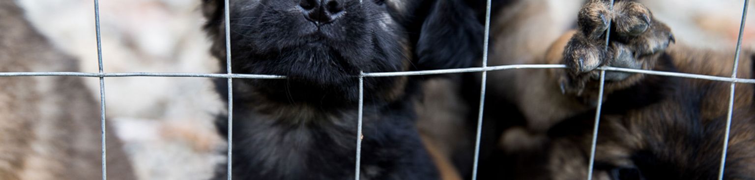 Dogs in kennel Dog,Mammal,Vertebrate,Canidae,Dog breed,Carnivore,Puppy,Animal shelter,Snout,Perro de presa canario,
