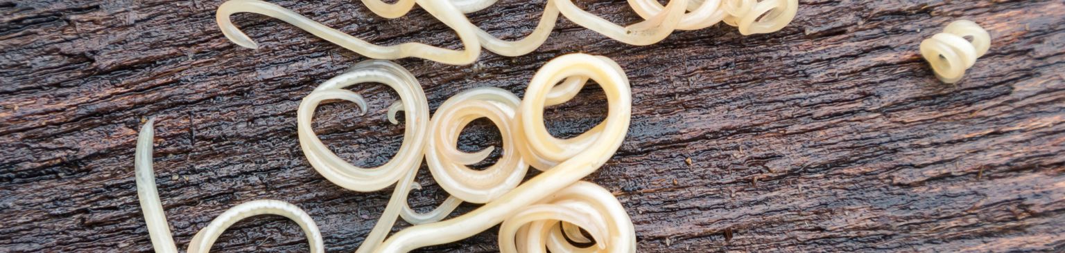 Dog worm Fashion accessory,Metal,Wood,Jewellery,Earrings,Cuisine,