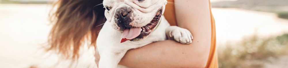 French bulldog on the beach with owner French bulldog white and cuddles with owner in orange dress on beach
