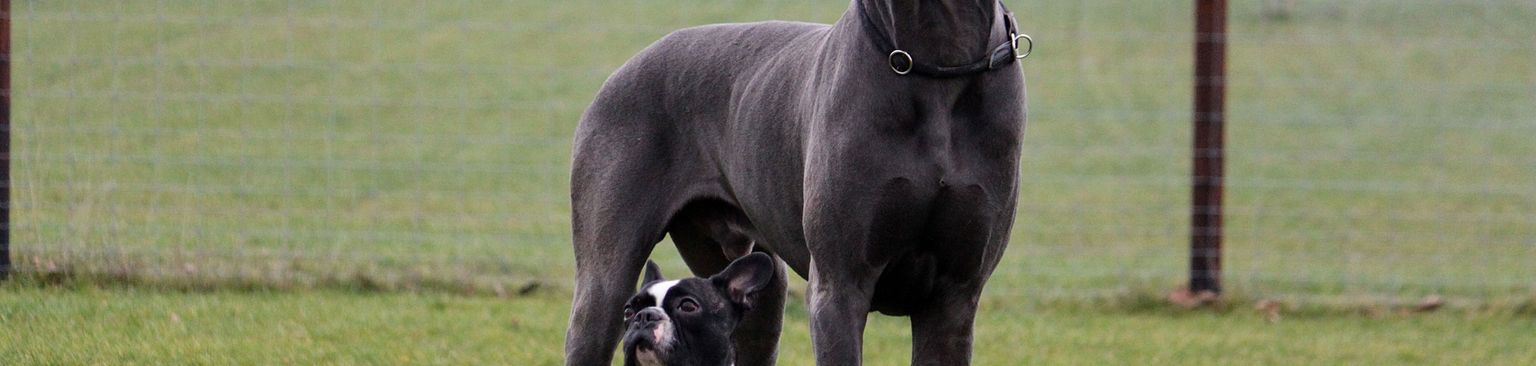 grey mastiff with french bulldog Dog,Mammal,Vertebrate,Dog breed,Canidae,Carnivore,Great dane,Guard dog,Working dog,Non-Sporting Group,