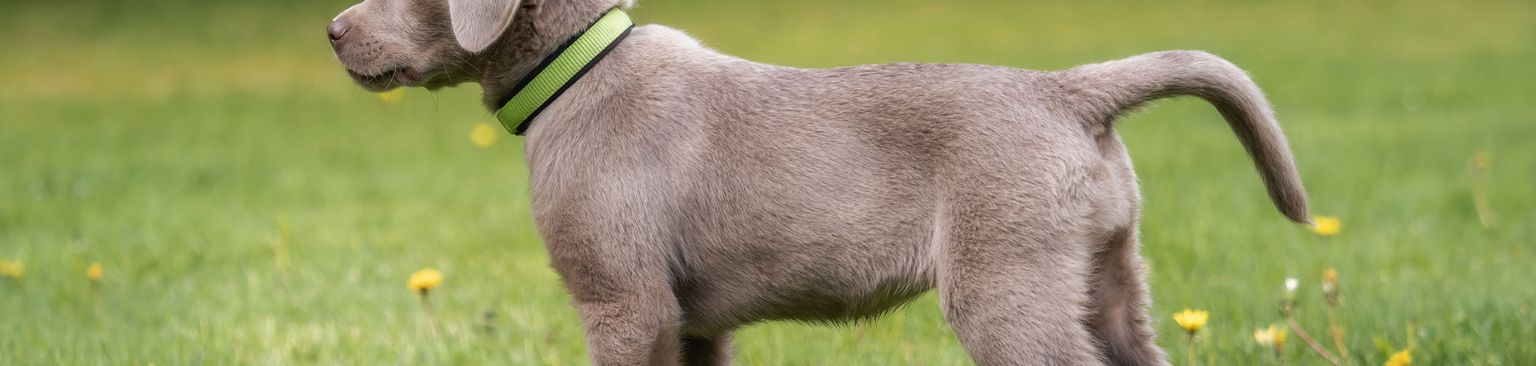 grey Labrador puppy Dog,Mammal,Vertebrate,Weimaraner,Dog breed,Canidae,Carnivore,Pointing breed,Sporting Group,Blue lacy,