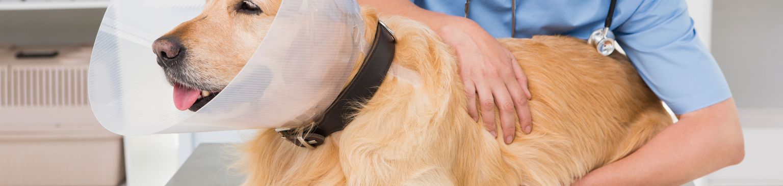Dog wears neck funnel Dog,Canidae,Dog breed,Golden retriever,Companion dog,Puppy,Retriever,Carnivore,Sporting Group,Snout,