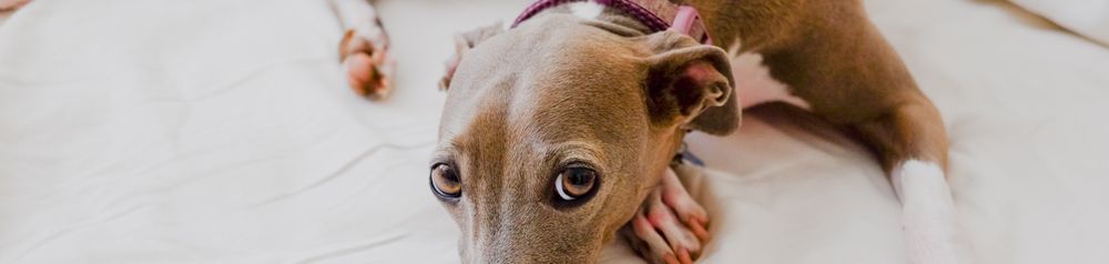 Italian greyhound italian greyhound name windplay lies on a bed, small brown dog with white spots, dog racing dog, greyhound