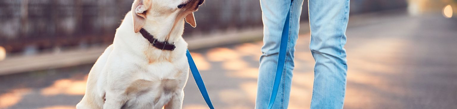 Labrador on leash Dog,Dog breed,Mammal,Canidae,Leash,Companion dog,Carnivore,Snout,Dog walking,Sporting Group,
