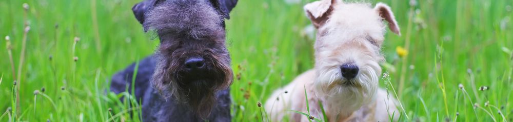 Lakeland Terrier black and white Lakeland Terrier black and Lakeland Terrier white