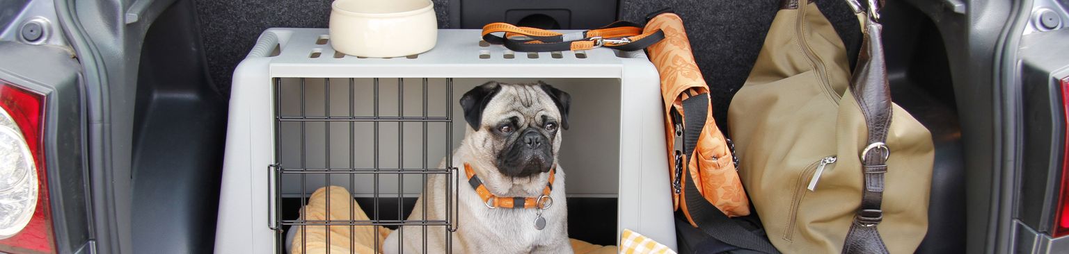 Moss dog in transport box in car Trunk,Car,Vehicle,Vehicle door,Auto part,Family car,Car seat,Canidae,Compact mpv,Companion dog,