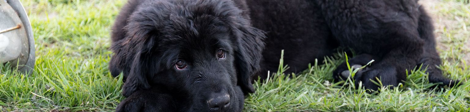 Newfoundland black puppy Dog,Mammal,Vertebrate,Dog breed,Canidae,Newfoundland,Carnivore,Sporting Group,Snout,Gaddi kutta,