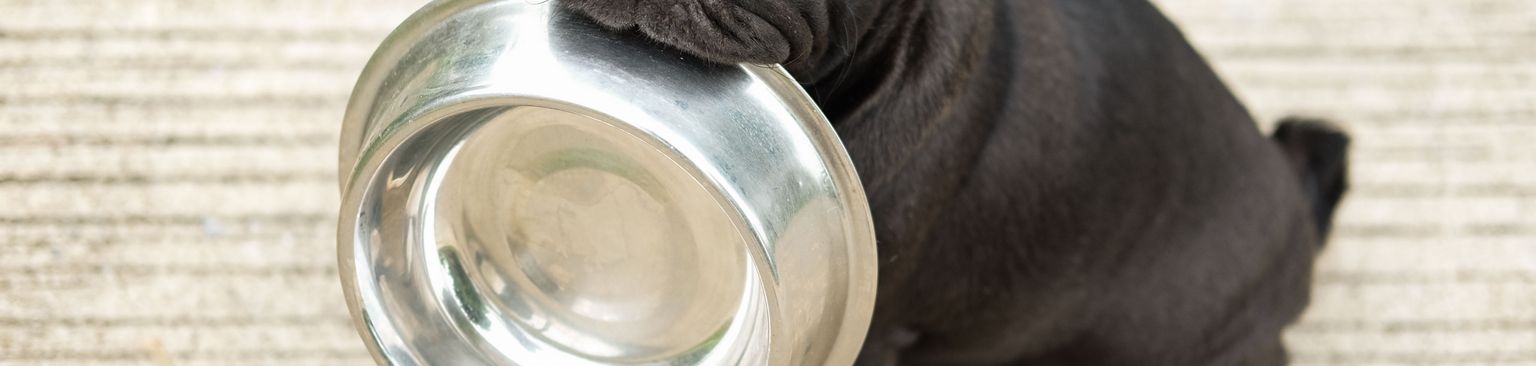 Pug food bowl Dog,Vertebrate,Canidae,Mammal,Pug,Dog breed,Puppy,Companion dog,Snout,French bulldog,
