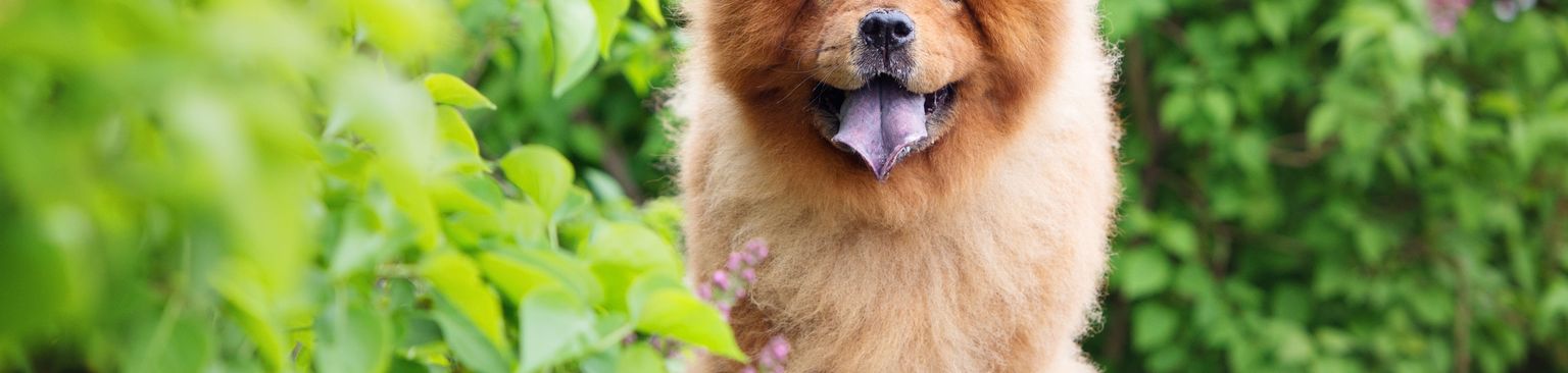 red chow chow Dog,Mammal,Vertebrate,Canidae,Dog breed,Carnivore,Chow chow,Pomeranian,Companion dog,Spitz,