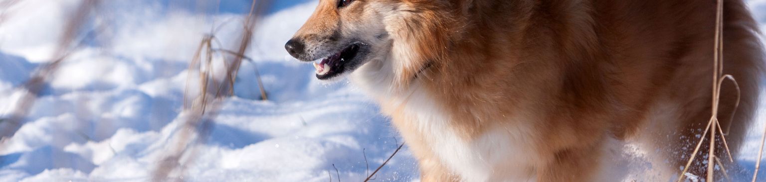 red Icelandic dog in the snow Dog,Mammal,Vertebrate,Canidae,Dog breed,Carnivore,Icelandic sheepdog,Winter,Snout,Greenland dog,