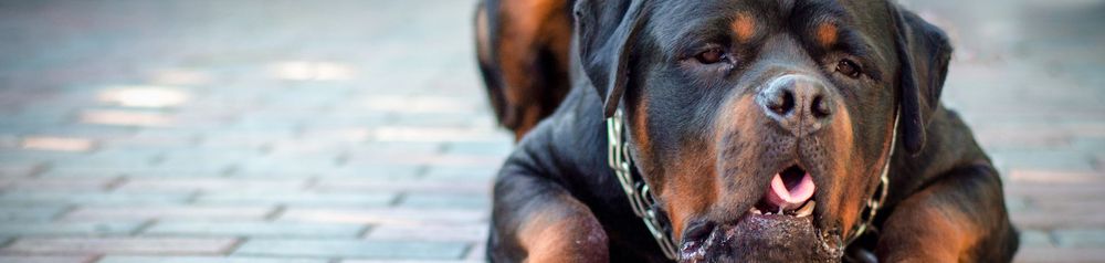 Rottweiler vomits, dog vomits, dog has to vomit, Rottweiler who can't breathe for a moment