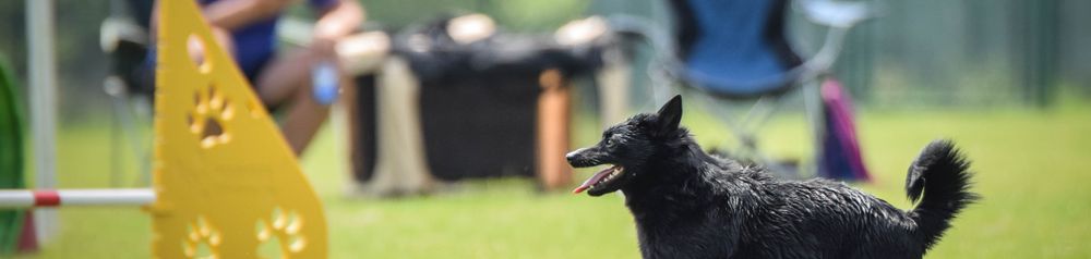 Schipperke Agility Training, small black dog during training
