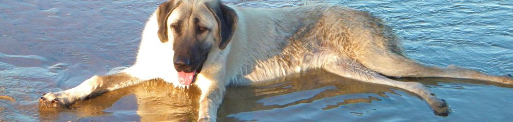 Shepherd dog from Turkey in the water anatolian shepherd dog in water, big dogs, dog from turkey