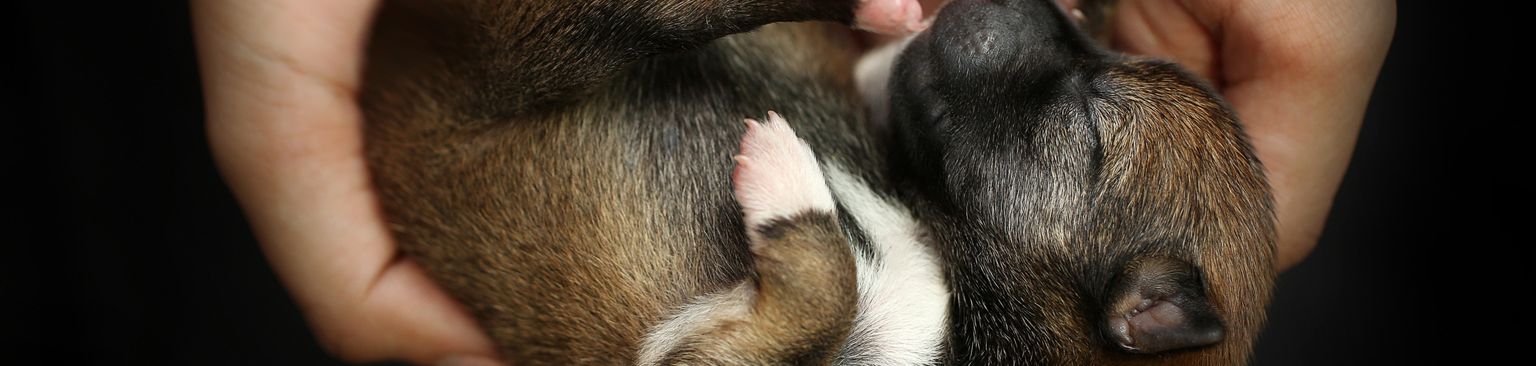 Shiba Inu puppies Nose,Snout,Puppy,Canidae,Hand,Carnivore,Fawn,Paw,Ear,Nail,