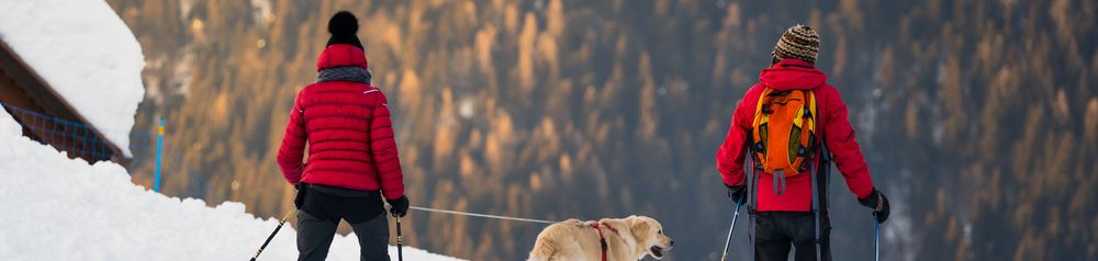 Skiing with dog Skiing with a dog, how to ski with a dog, winter sports with a dog, cross-country skiing with a dog, golden retriever on a leash in the snow, ski resorts with a dog