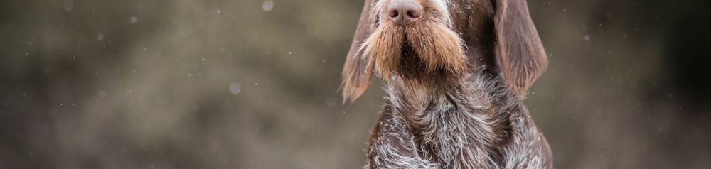Spinone Italiano young dog, Italian rough haired pointing dog, dog with rough coat, wire haired coat, medium length coat, brown grey dog from Italian, Italian dog breed, dog similar to German Wirehaired, Italian Pointer
