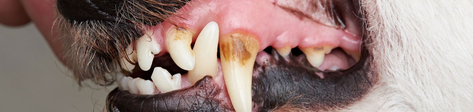 Tartar dog Tooth,Nose,Snout,Facial hair,Mouth,Jaw,Head,Organ,Close-up,Fang,
