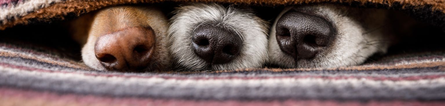 three muzzles come out of the ceiling Dog,Canidae,Snout,Carnivore,Textile,Fur,Puppy,Linens,Fawn,Dog breed,