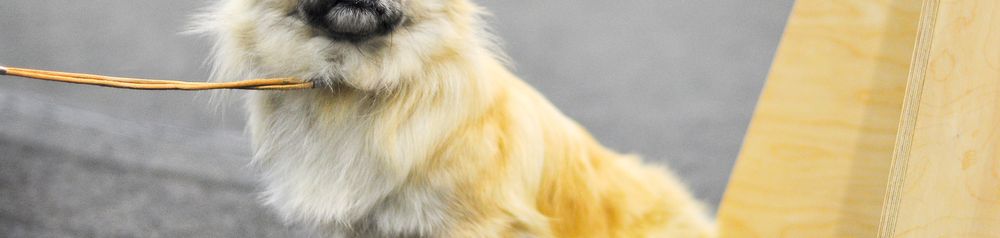 Beginner dog for seniors, Tibetan Spaniel, beginner dog breed, light dog with short legs, small dog for beginners, city dog