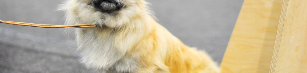 Tibet Spaniel Tilt Ears Beginner dog for seniors, Tibetan Spaniel, beginner dog breed, light dog with short legs, small dog for beginners, city dog