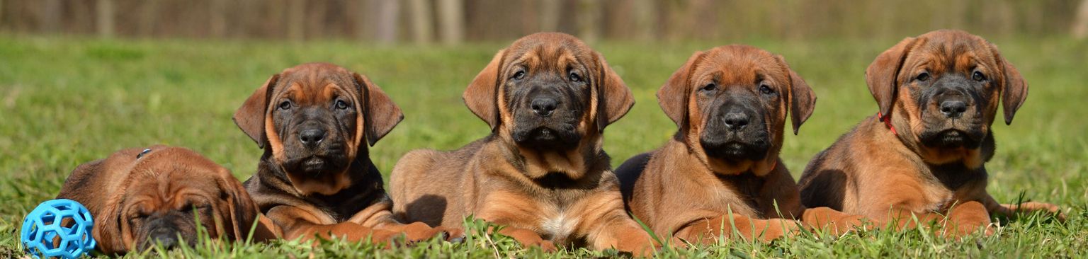 Tosa Inu puppies brown five Tosa Inu fighting dog puppies lying in the meadow, brown small dog with dark muzzle and floppy ears, Japanese list dogs