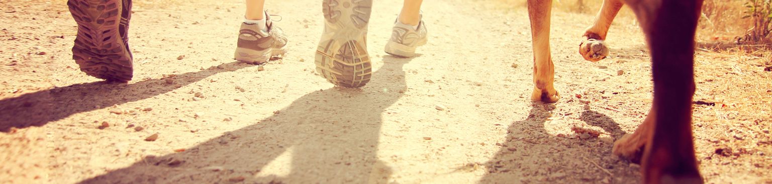 two joggers and dog Human leg,Leg,Shadow,Friendship,Human,Barefoot,Tree,Soil,Footwear,Human body,