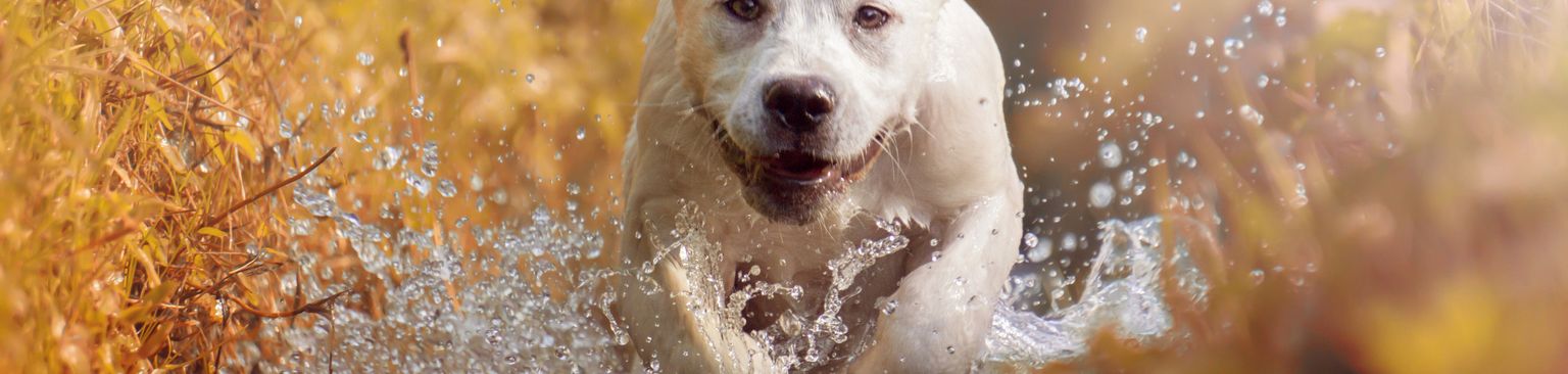 white labrador running through the water Dog,Mammal,Vertebrate,Canidae,Dog breed,Dogo argentino,Carnivore,Cordoba fighting dog,Non-Sporting Group,Snout,