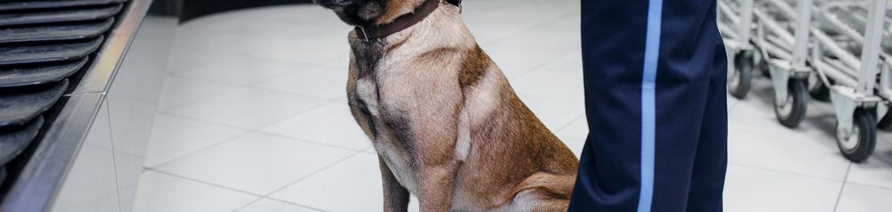Aeropuerto con perros antidroga perro de búsqueda de drogas en el aeropuerto con la policía, perro pastor belga en el aeropuerto, perro con correa en el aeropuerto
