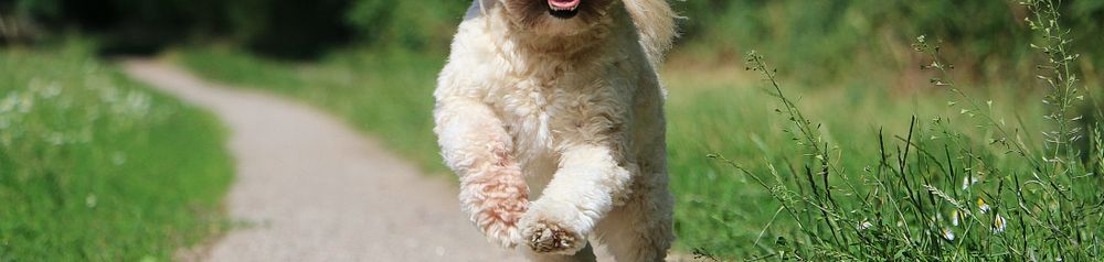 Lhasa Apso blanco salta pequeño perro blanco para principiantes similar al maltés, Lhasa Apso perro esquilado, dogbible muestra las razas de perros de Asia