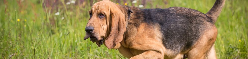Sabueso en búsqueda Perro marrón negro buscando una presa, raza de perro de caza, sabueso, perro de caza con orejas largas y negras, perro hubertus
