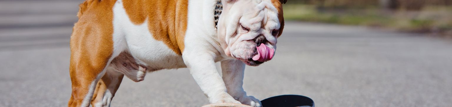 Bulldog monta en monopatín Nariz, Monopatín, Cánidos, Hocico, Raza de perro, Longboarding, Bulldog inglés viejo blanco y marrón, Ocio, Equipo de monopatín, Longboard, Perro montando en monopatín, Bulldog en monopatín, Perro macho