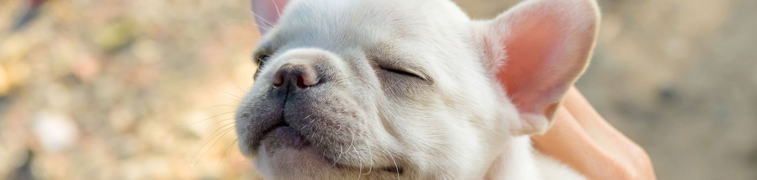 cachorro de bulldog francés crema Perro, mamífero, vertebrado, cánido, raza de perro, bulldog de juguete, cachorro de bulldog francés crema ríe, piel, cachorro, hocico,