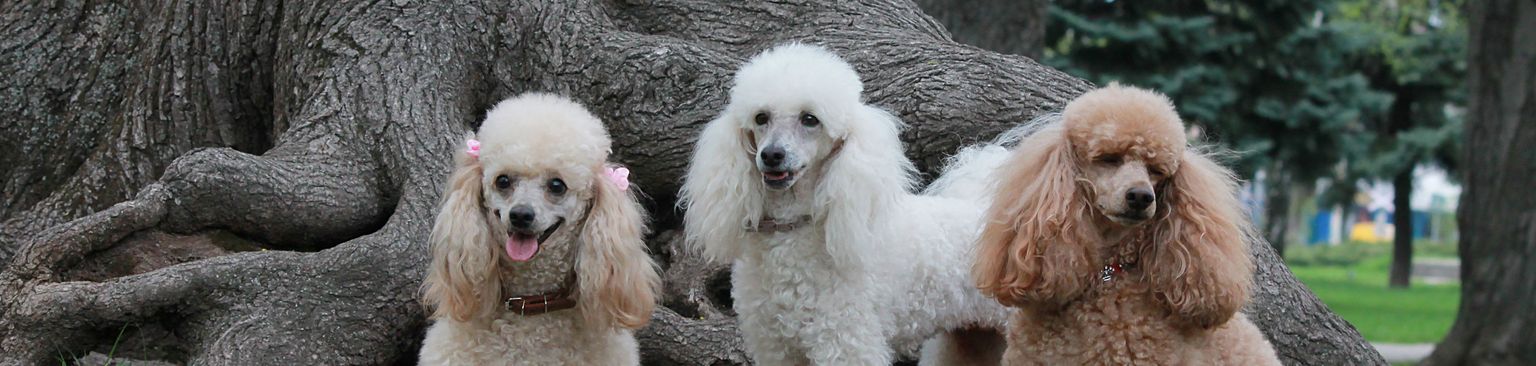 Caniche enano en tres colores Mamífero, perro, vertebrado, Canidae, caniche estándar, caniche de tres colores, caniche blanco, caniche enano marrón, perro de pelo rizado, raza de perro, carnívoro, grupo deportivo, perro de compañía,