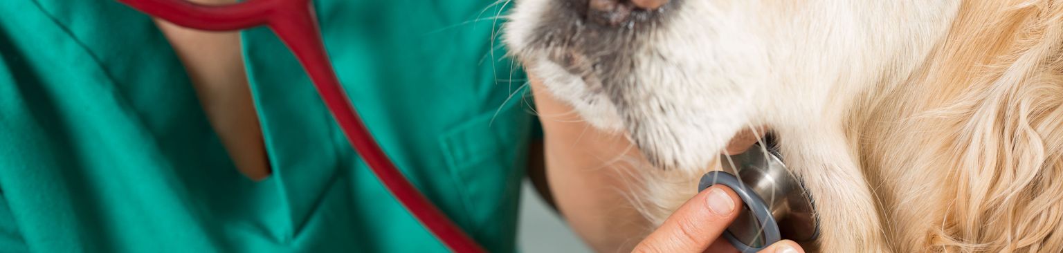 Control veterinario Perro, Canidae, Raza de perro, Perro de compañía, Golden Retriever, Grupo deportivo, Carnívoro, Veterinario, Bozal, Retriever, El perro se examina