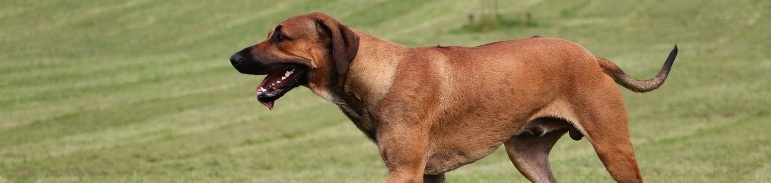 Ridgeback corre por la pradera Perro, mamífero, vertebrado, raza de perro, Canidae, carnívoro, Rhodesian Ridgeback, Africanis, raza de perro sudafricano, gran perro marrón, lista de perros en Suiza