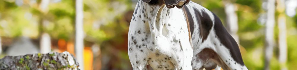 Pointer inglés en el bosque