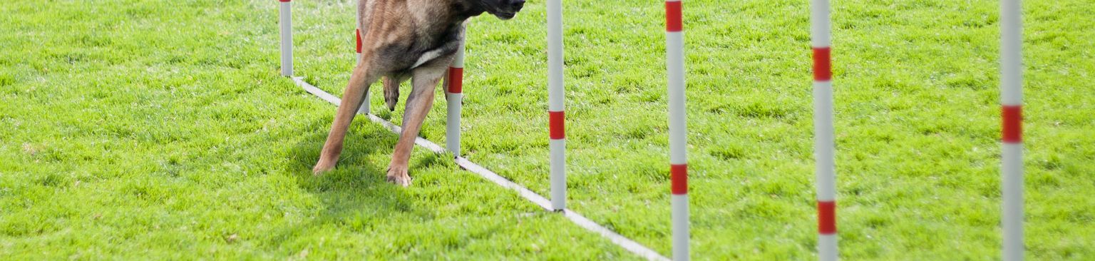 Perro durante el entrenamiento agilidad canina, deporte canino, deporte animal, cánidos, perro, deporte, raza canina, carnívoro, obediencia de rally, perro corre por el parkour con postes rojos y blancos
