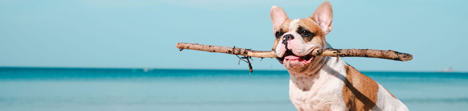 bulldog francés recupera junto al mar Mamífero, Canidae, perro, raza de perro, carnívoro, diversión, verano, vacaciones con perro, bulldog francés marrón blanco en la playa, cervatillo,