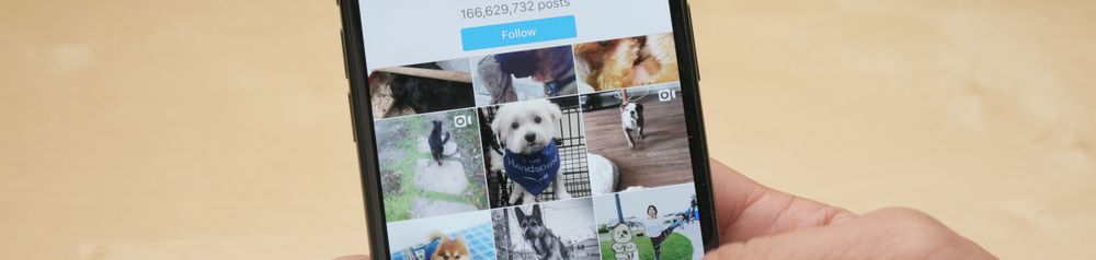 Hashtag para perros en Instagram Hashtag perro en instagram, fondo