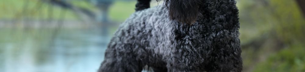 Kerry Blue Terrier por el río Kerry Blue Terrier, perro negro en el prado, perro con cola corta, perro con rizos, perro parecido al Schnauzer, raza de perro azul, perro irlandés, perro de Irlanda, raza de perro con cola rizada y mucho pelo en la cara