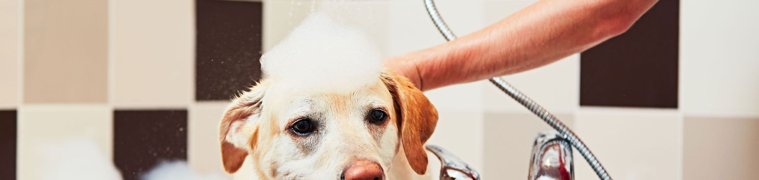 Baño del labrador Canidae, perro, raza de perro, perro de compañía, agua, bozal, labrador blanco, correa, carnívoro, baño de perros,